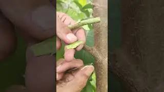 Grafting Mulberry Fruit_Graft Fruit Tree Use T Bud Technique.