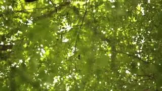 Искусство создания ребенка от Герада Кайта - Пять элементов - Дерево