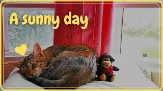 RELAX | A sunny day with Sunny the Cat [Relax, Study, Sleep, Meditate, Work]