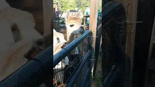 Alpaca Alert Sounds #alpaca #alpacas #alarm #sound