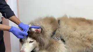 Ear Inflammation in Dogs: What Owners Should Know