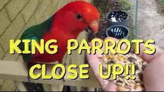 NATIVE BIRDS OF AUSTRALIA - KING PARROTS CLOSE UP !!