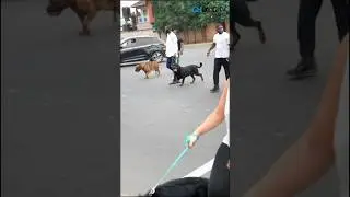 All the dogs cross the road #germanshepherd #rottweiler #dog #shorts