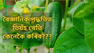 cucumber kheti in assam | tiha kheti | cucumber cultivation in assam | cucumber ki kheti | তিয়ঁহ