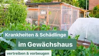 Das Gew&auml;chshaus | DAS solltest du jetzt tun um Krankheiten & Sch&auml;dlinge vorbeugend zu vertreiben