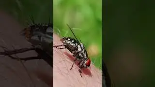 fly crawling on skin closeup disgusting picnic visitor puts hands and mouth on picnic spoiler