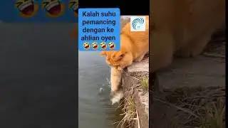 Kumpulan Video Kucing Lucu Terbaru 2026 #kucinglucu #kucingimut #kucingpintar #kucingcomel