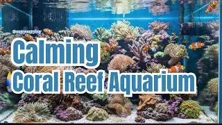 Relaxing Coral Reef Aquarium for Babies 🐠🌊｜赤ちゃんを落ち着かせるサンゴ水槽・癒しの海中映像 #aquarium #coral #relax #calm