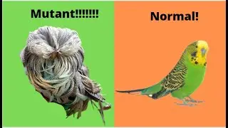 Rare Budgie Mutations