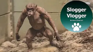 Friction In Hairless Chimp Jambo's Group As Female Gets Introduced