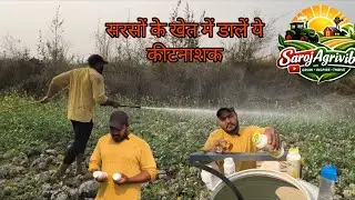 Mustard Crop Pest 🐛Control: Sarson ki kheti me insecticide spray ki puri jankari.#agriculture#india 