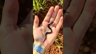 incredible before and after animal growth !!