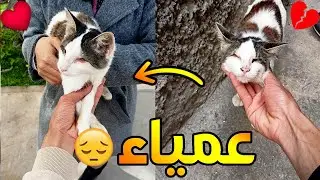 💔 إنقاذ قطة عمياء من الشارع وإيجاد لها عائلة