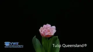 Tulip Queensland &reg;