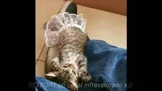 Bonfire Meme Mashup Cats