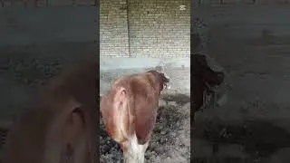 #qirgizston #horse #chorvaolami #chorva #turkey #tojikiston #russia #azarbayjan #brazil