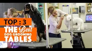 Top 3 Best Dog Grooming Tables In 2021 Reviews || Pets Ben