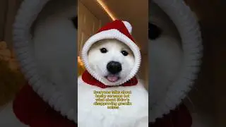 Cuteness Overload ✨ #samoyed #howling #dog #puppy #dogshorts #tiktok #funny #doglover #cutedog