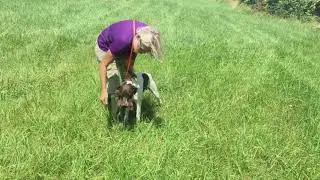 Retrieving Tricks