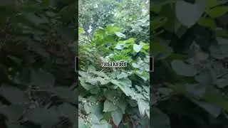 falsa ka ped