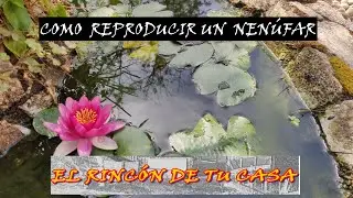 REPRODUCIR LA PLANTA DE  NENÚFAR , Fácil