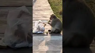 Обезьяна обокрала туриста. fat monkey eats stolen food. Angkor Wat, Cambodia.