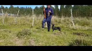 Salimos a Cazar Cuises con el Tony🐕!! No te pierdas de esta aventura por el campo 🤠