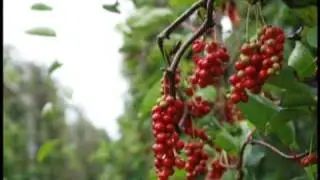 Chris Kilham Talks About The Schizandra Berry