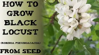 how to grow black locust(Robinia pseudoacacia) from seed रोबिनिया स्यूडो केशिया Falsa Acacia Akazie