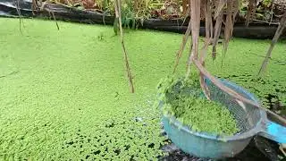 Azolla growing for pigs