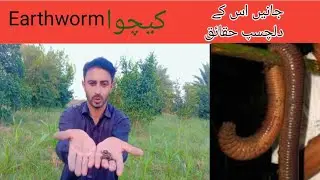 Earthworm/Lumbricus /Keechva/Keenchva/کیچوا interesting facts