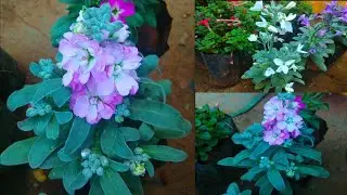 Care of Stock Plant - Beautiful Winter Flower || How to Grow and Care Stock Plant