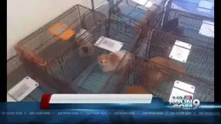 Pima Animal Care Center recovers 19 cats from home