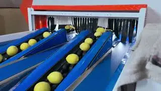 VSEE 2 lane Lemon Sorting Machine