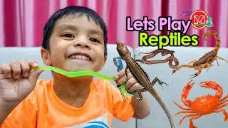 Reptiles Animal Play with Elman Zareef