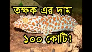 Tokay Gecko Bangladesh একটি তক্ষক এর দাম 100 কোটি টাকা !! কি করে সম্ভব!