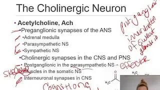 Pharmacology for PA Students: Cholinergic Agonists