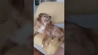 QUANDO &Egrave; TROPPO &Egrave; TROPPO!(per far capire al cane cosa non vi piace)
