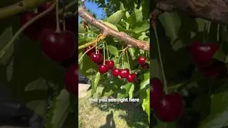Mac Riggan Shares the Joy of the 2023 Cherry Season