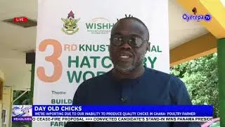 importation of Day Old Chicks- Ghanaian firms are not producing quality Chicks- Asubonteng Firms