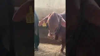 Sakran Cattle Farm #animalsworld #bull #cow #cattle #sakrancattlefarm