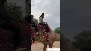 ICAR - National research center of camel // camel farm bikaner