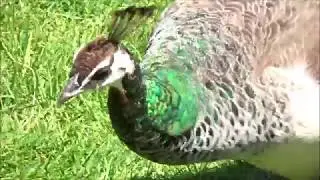 Peacocks And Peahens At Robin Hill - Isle Of Wight - June 2018 | kittikoko