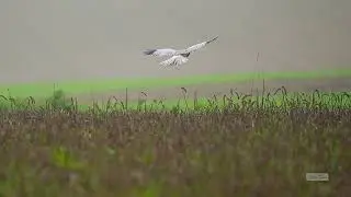 Blauwe kiekendief aan het jagen.