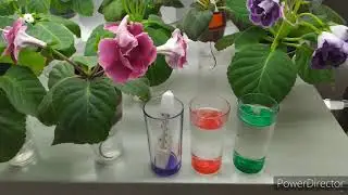 ТЕМПЕРАТУРА ВОДЫ,ДЛЯ ПОЛИВА ГЛОКСИНИЙ И ВСЕХ КОМНАТНЫХ ЦВЕТОВ.