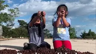 PACAYAL COFFEE, MARCALA  HONDURAS