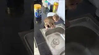 Обезьянчик хочет попить водички #monkey #babymonkey #animals #funny #baby #обезьянка