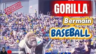 GORILA MAIN BASEBALL? Ini Review Film Mr. Go - Kombinasi Korea-Tiongkok yang Bikin Ngakak & Terharu!