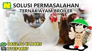 Ayam Pedaging Menggunakan NASA mencapai FCR = 1,8