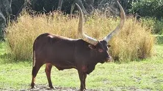 The History of Cattle: From Wild Ancestors to Modern Day